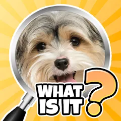 Взлом What is it? Pics Trivia Quiz  [МОД Бесконечные деньги] - полная версия apk на Андроид